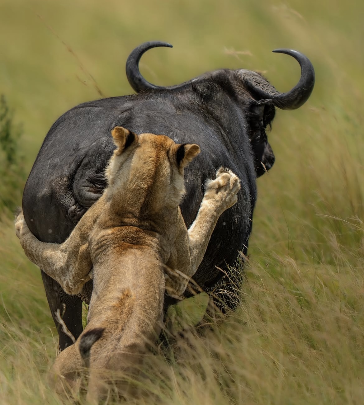 Ocean to Wilderness - Ngorongoro Crater