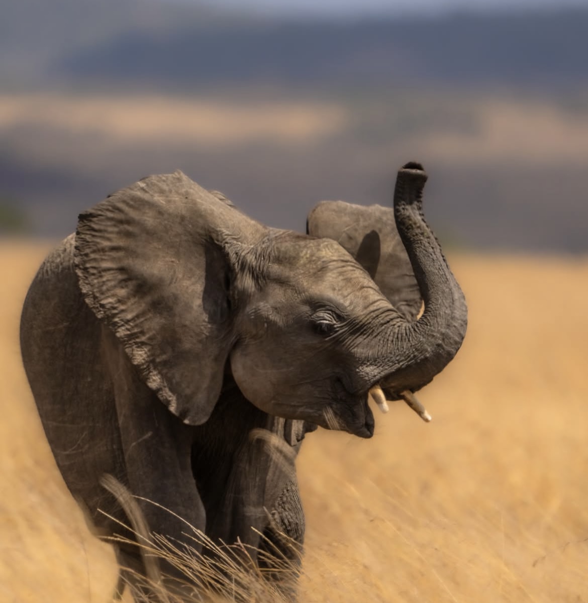 Island to Wilderness - Ngorongoro Crater
