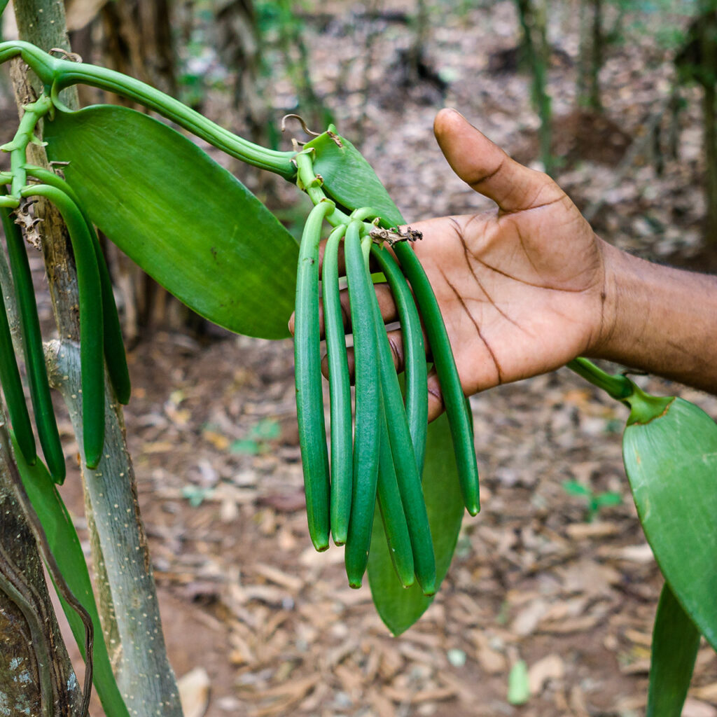 Spice Farm